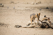Black-backed Jackal (Canis mesomelas) and Eland carcass, Kgalagadi transfrontier park, South Africa