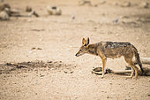 Black-backed Jackal (Canis mesomelas) and Eland carcass, Kgalagadi transfrontier park, South Africa