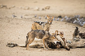 Black-backed Jackals (Canis mesomelas) and Eland carcass, Kgalagadi transfrontier park, South Africa