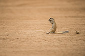 Portrait of South african ground squirrel (Xerus inauris) eating sitting on its tail, Namibia