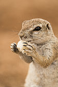 Portrait of South african ground squirrel (Xerus inauris) eating bread given by tourists, Namibia