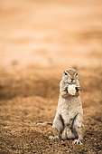 Portrait of South african ground squirrel (Xerus inauris) eating bread given by tourists, Namibia
