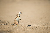 Cape ground squirrel (Xerus inauris) in desert, Kgalagadi, South Africa