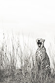 Cheetah (Acinonyx jubatus) yawning on a sand dune in the Kalahari desert, Mariental, Hardap, Namibia