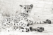 Cheetah (Acinonyx jubatus) lying in the Kalahari desert, Mariental, Hardap, Namibia