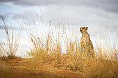Cheetah (Acinonyx jubatus) sitting on a sand dune in the Kalahari desert, Mariental, Hardap, Namibia