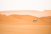Gemsbok (Oryx gazella) galopant dans les dunes du Désert du Namib, Namib-Naukluft, Namibie