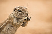 Portrait of South african ground squirrel (Xerus inauris) eating, Namibia