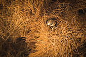 Social-weaver (Philetairus socius) at nest, Namib-Naukluft, Namibia