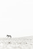 Mountain Zebra (Equus zebra) in the Namib Desert, Namibia