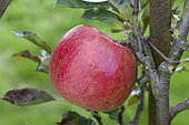 The 'Idared' apple in a garden