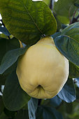 the 'Champion' Quince