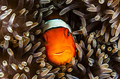 Clown anemonefish (Amphiprion ocellaris), Misool, Raja Ampat, west Papua, indonesia
