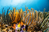 Featherstars, Misool, Raja Ampat, West Papua, Indonesia