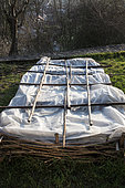 Corn salad planting protected by fleece in winter, low woven hazel and cornus fence
