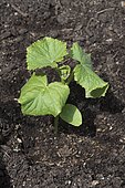 Cucumber 'Lemon' seedling