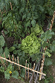 Lettuce 'Sagess', cucumber 'Lemon', tomato and pepper in a vegetable garden