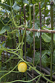 Cucumber 'Lemon' plant with support cane