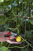 Harvesting cucumber 'Lemon' plant with support cane