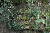 Lettuce 'Sagess', cucumber 'Lemon', cherry tomato and eggplant in a vegetable garden with flax mulch and low woven bamboo hurdles hedging the bed.
