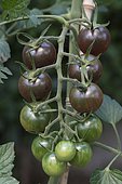 Japanese cherry tomato 'Toscana violette'