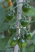 Japanese cherry tomato 'Kiwi'