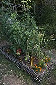 Japanese tomatoes grown outdoors with marigolds in a small vegetable garden