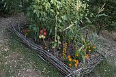 Japanese tomatoes grown outdoors with marigolds in a small vegetable garden