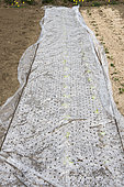 Perforated plastic mulch protecting young lettuce from cold