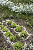 Eggshells round lettuce to discourage slugs and snails