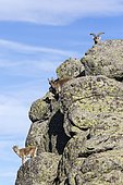 Iberian Ibex (Capra pyrenaica), group on rock, Guadarrama National Park, Spain
