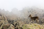 Iberian Ibex (Capra pyrenaica), femelle on rock, Guadarrama National Park, Spain