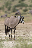 Oryx gazelle (Oryx gazella) avec une corne déformée, Kgalagadi, Afrique du Sud
