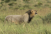 Lion (Panthera leo), flehmen, Kgalagadi, South Africa