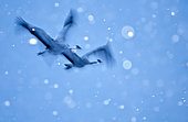 Grues cendrées (Grus grus) en vol à l'aube en hiver, Espagne