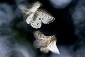 Apollos (Parnassius apollo) in flight