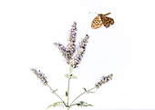 Nymphalidae butterfly flying to a flowering Lamiaceae