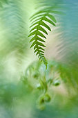 Fern foliage