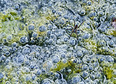 Spider chasing from air bubbles trapped by algae in a small lake. Albarracín Aragon, Spain