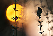 Butterfly silhouette at sunset, Spain