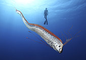 King of herrings, Regalecus glesne. Composite image. Portugal. Composite image