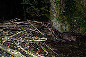 European beaver (Castor fiber) in the night on its dam, on a backwater of River Ain, France, Ain (01)