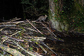Wildcat (Felis silvestris), in the night, on a beaver dam in a backwater of River Ain, France, Ain (01).