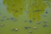 Basin where Florida turtles (Trachemys scripta elegans) are kept after they have been brought by private individuals so they won't propagate in the natural environment of Pierrelatte Crocodile Farm. France, Drôme (26),