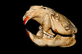 European beaver (Castor fiber) skull