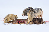 Gray wolf or grey wolf (Canis lupus) eating a deer