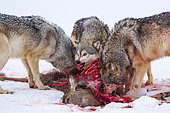 Gray wolf or grey wolf (Canis lupus) eating a deer