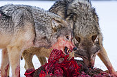 Gray wolf or grey wolf (Canis lupus) eating a deer