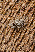 Sycamore Lace Bug (Tingidae sp) grouped under a bark to spend the winter, France