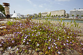 Kenilworth Ivy (Cymbalaria muralis) blooming on the docks, France
